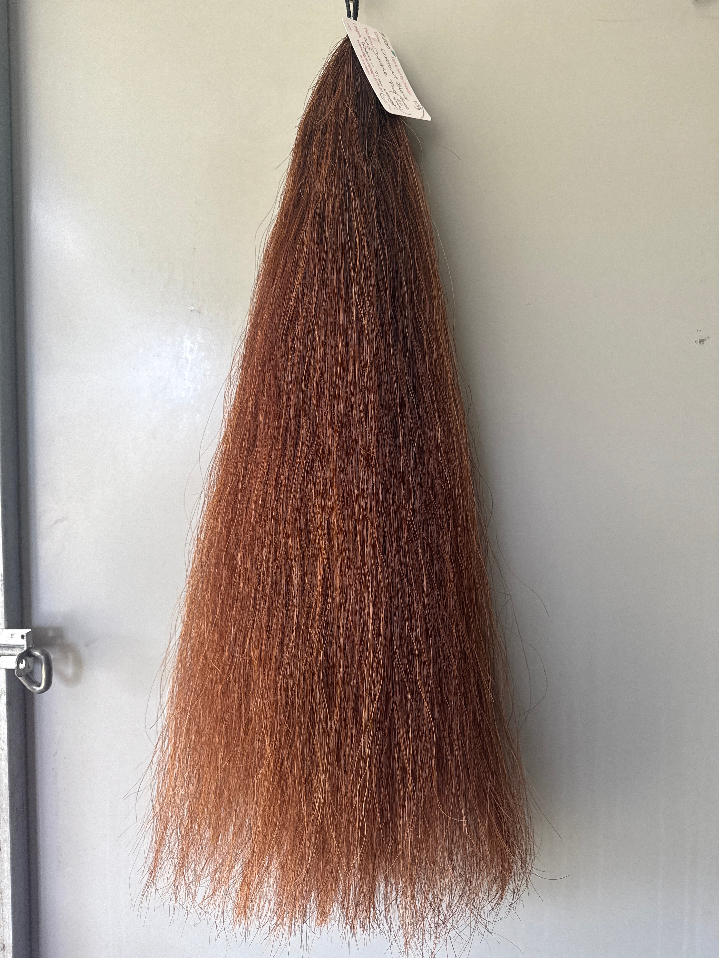 Chestnut blend Double plus about 2.5 times  71 cm natural end