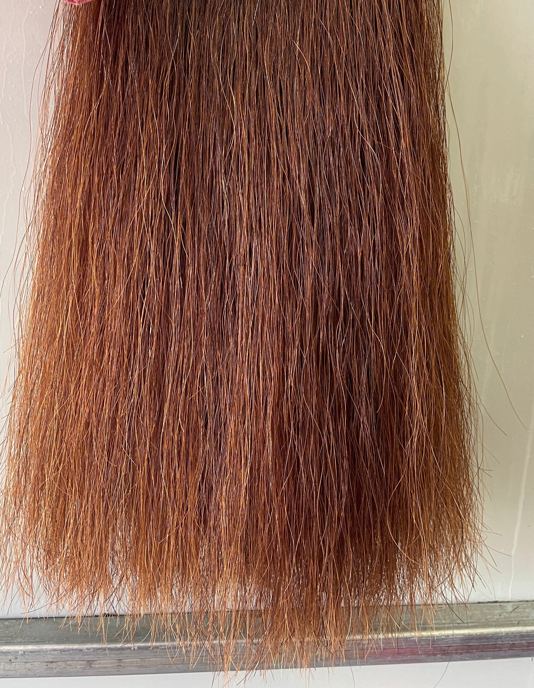 Red chestnut Double plus ( 2.5 times ) 78 cm cut end