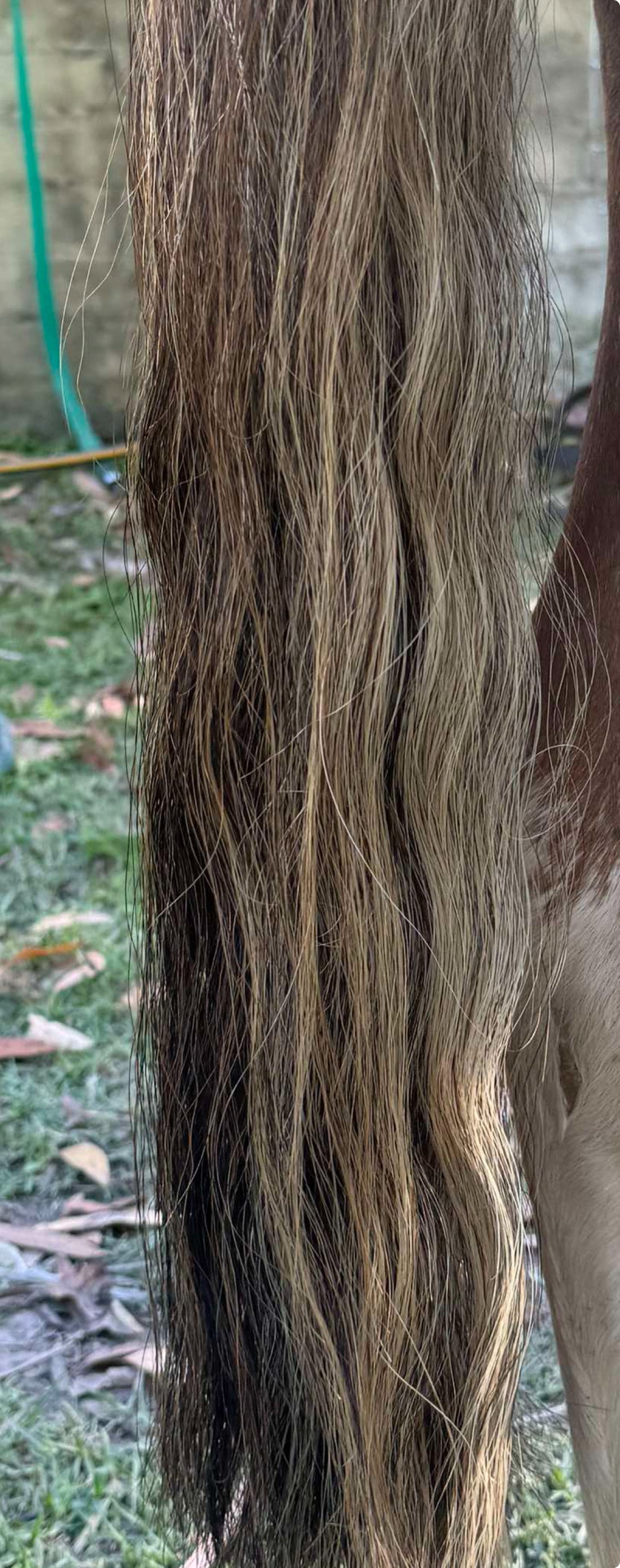 Brown flaxen mix blend 63 cm natural end Single thickness