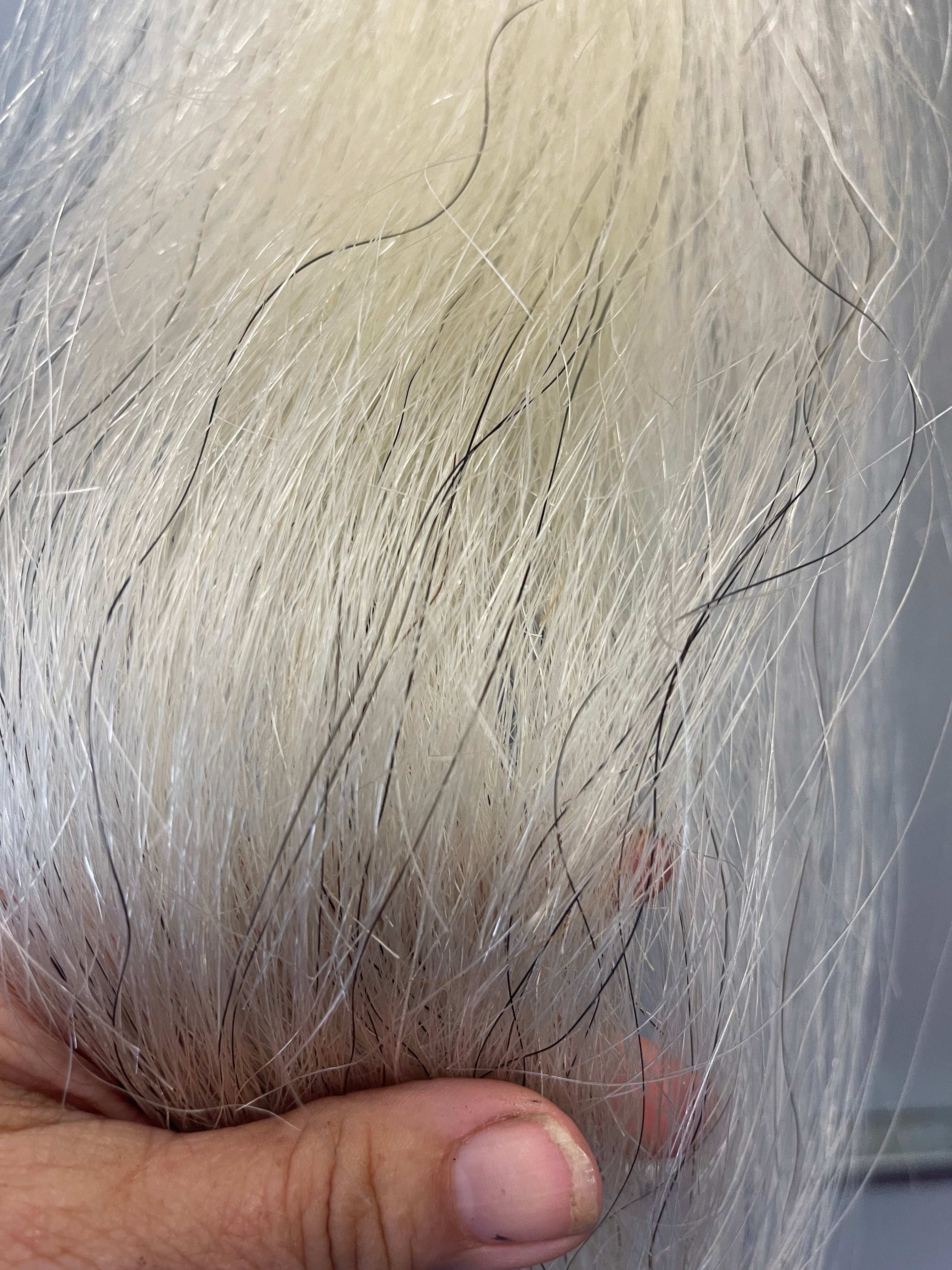 Light grey Filler - small single yearling- young stock 61 cm natural end 140g