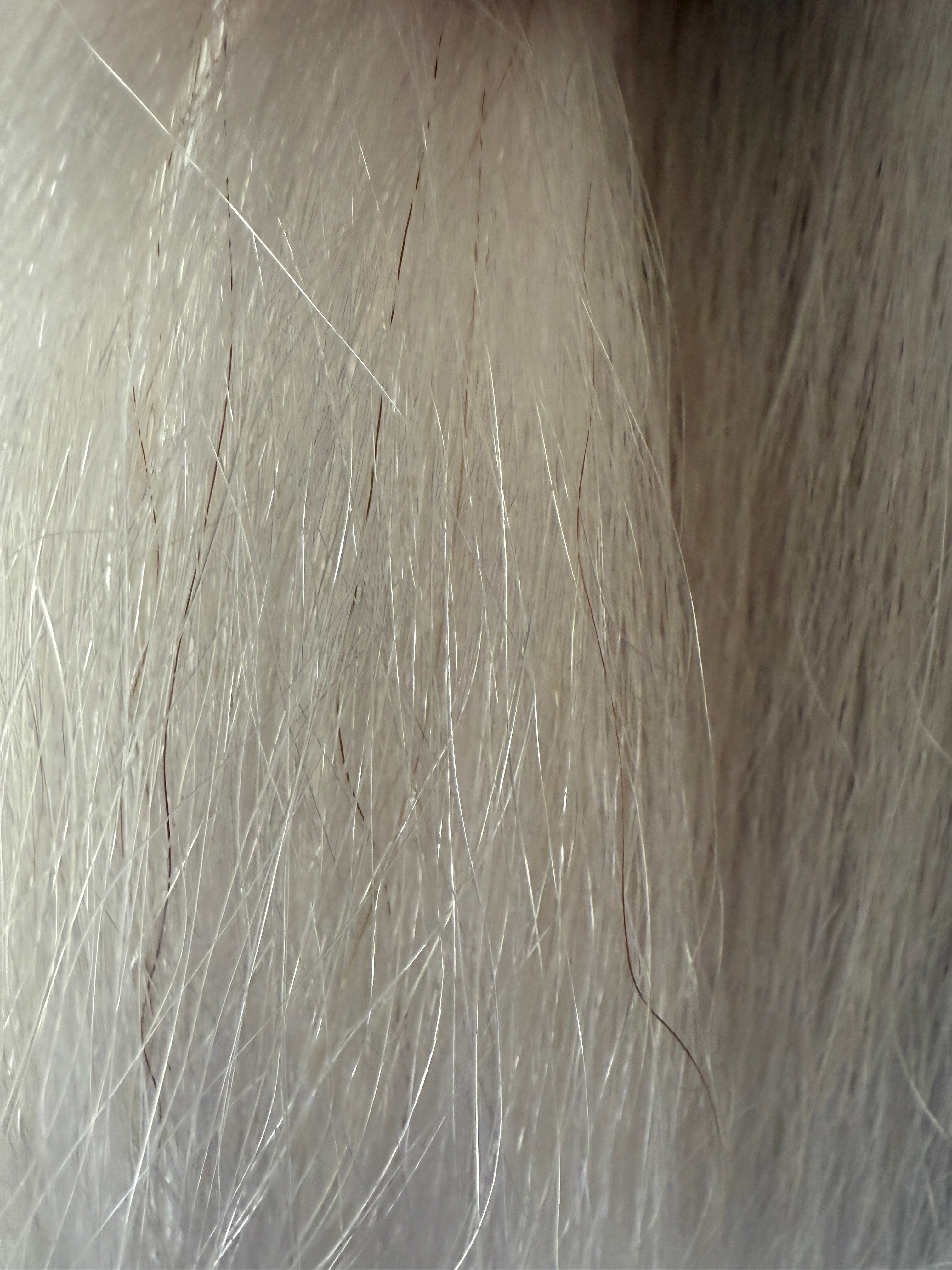 White false tail 64 cm natural end Double Thickness