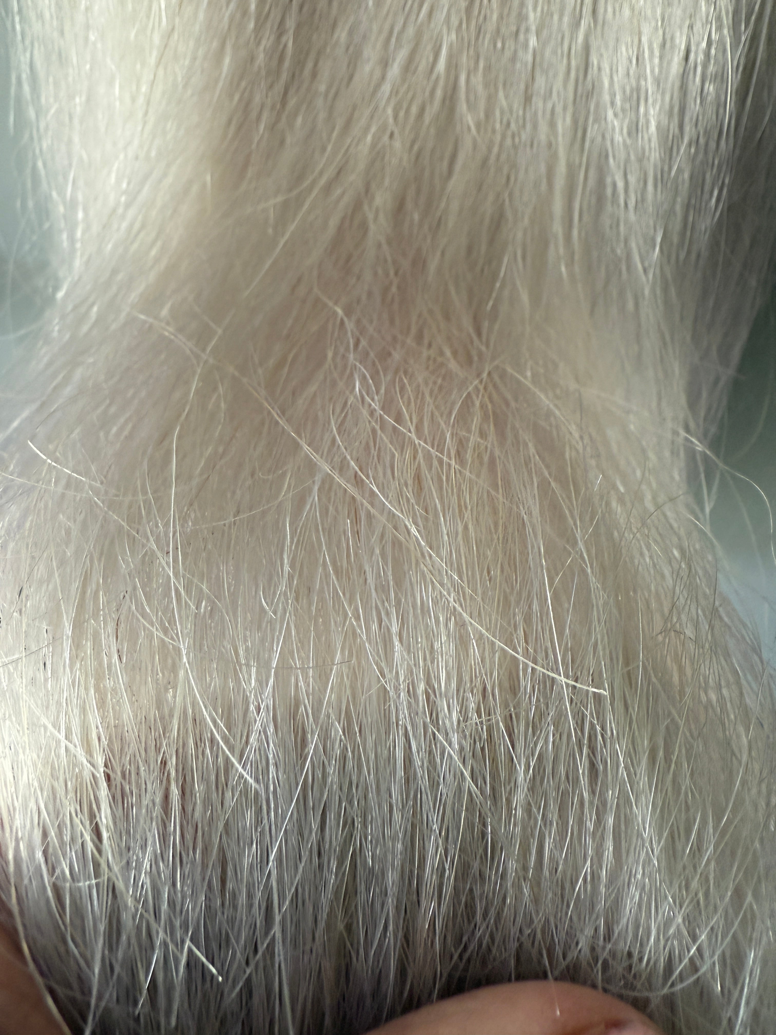 White false tail 64 cm natural end Double Thickness