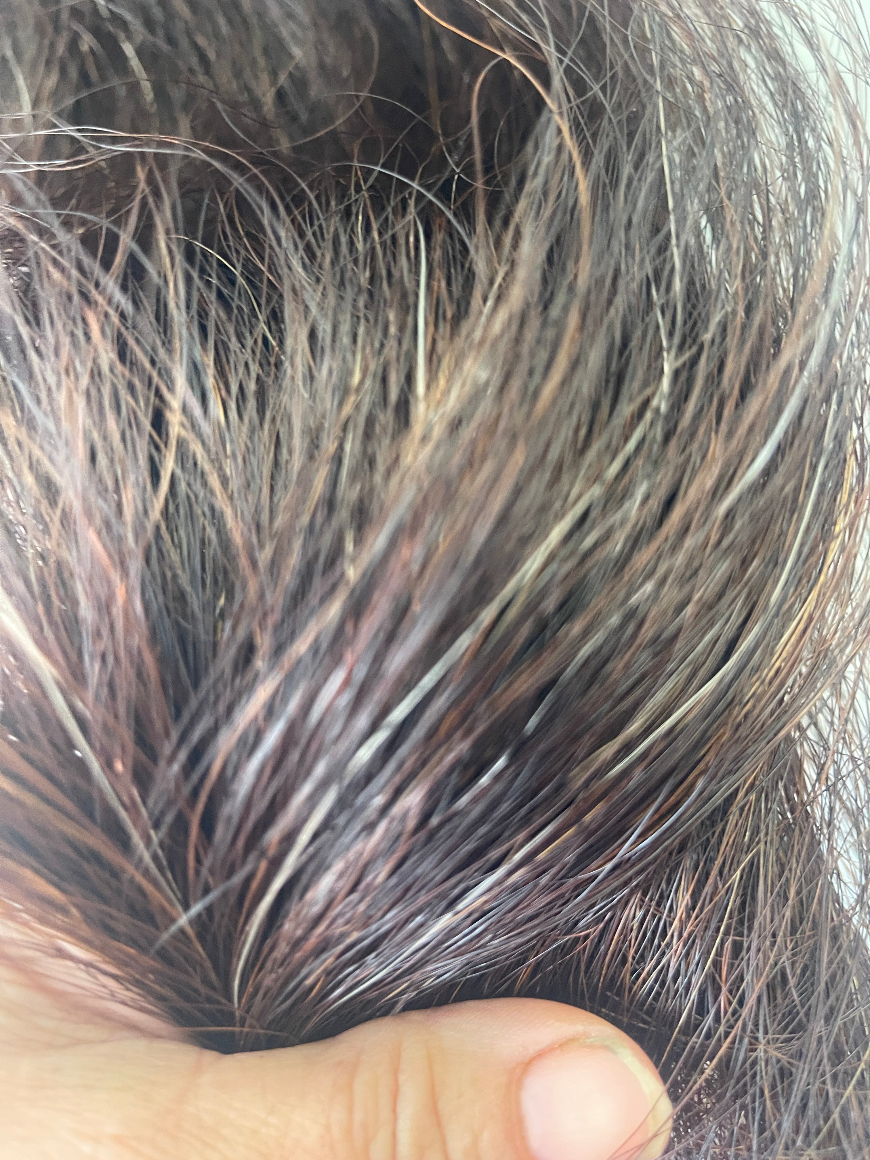 Dark chestnut Full plus Thickness 56 cm long cut end