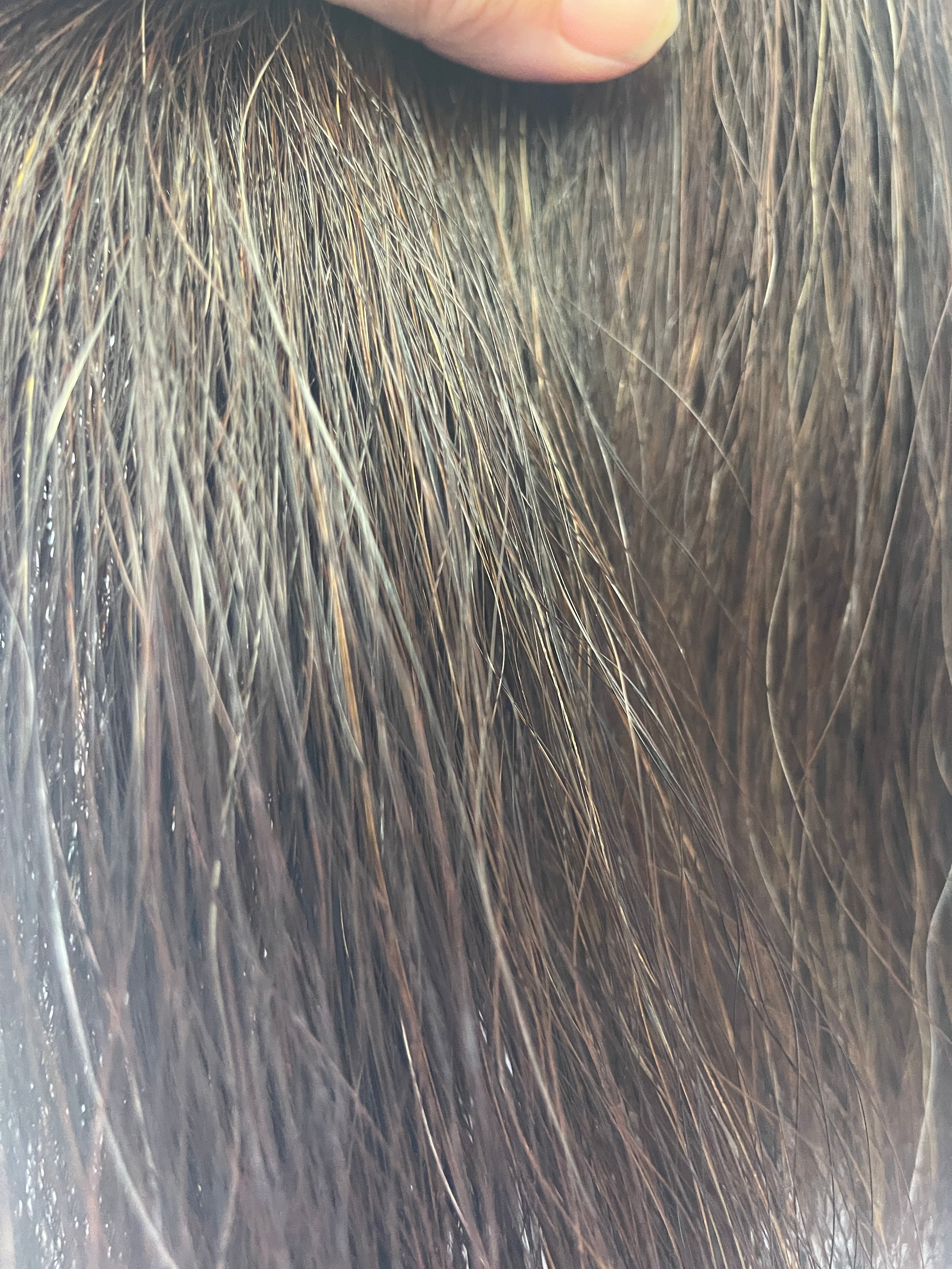 Dark chestnut Full plus Thickness 56 cm long cut end