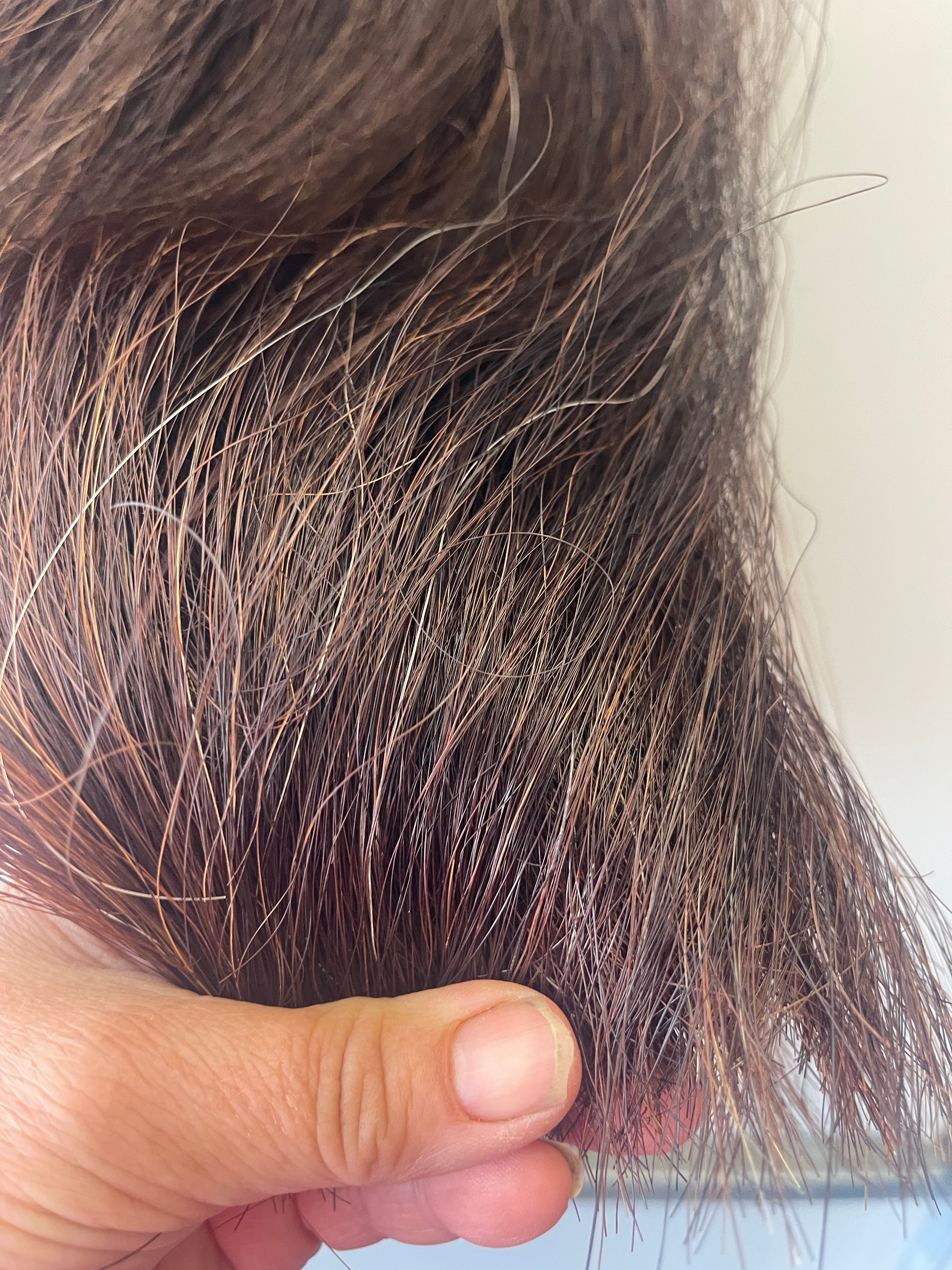 Dark chestnut Full plus Thickness 56 cm long cut end