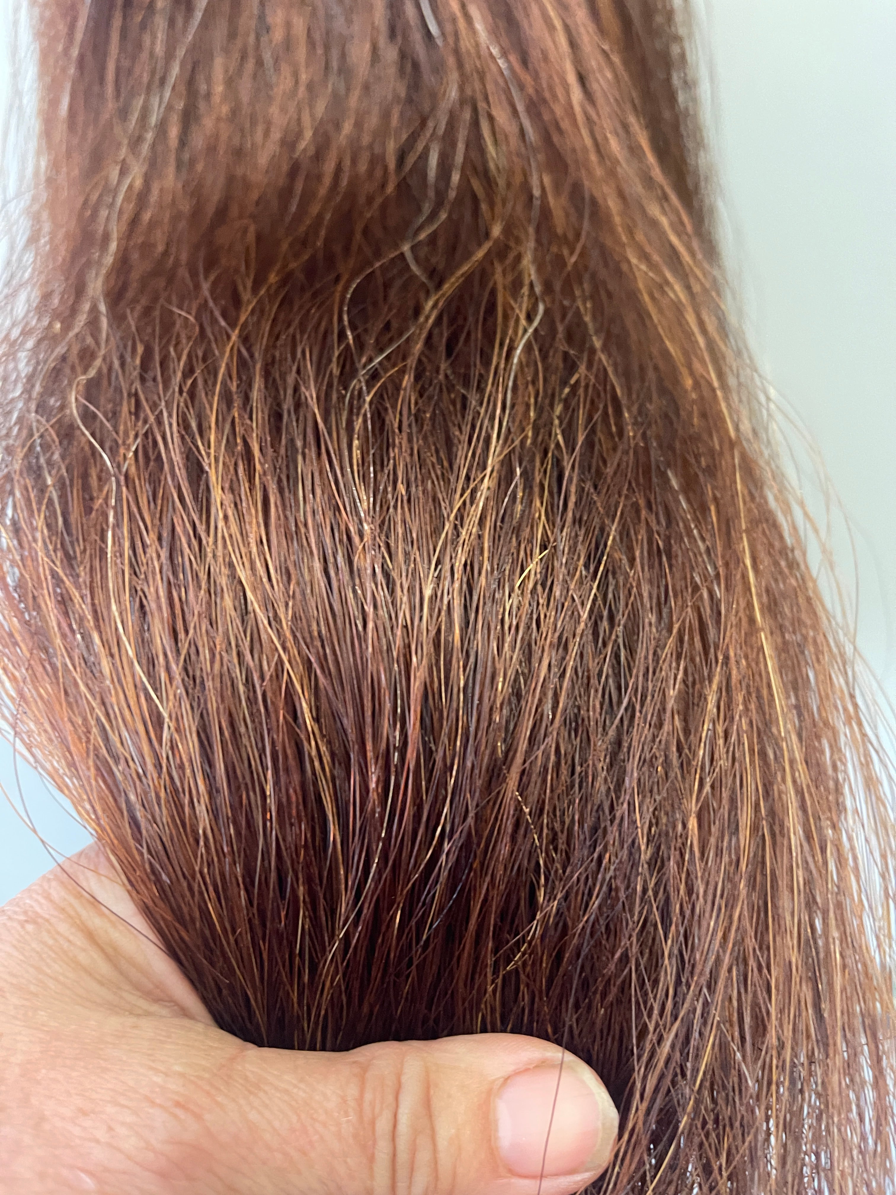 Red chestnut Double thickness 62 cm cut end