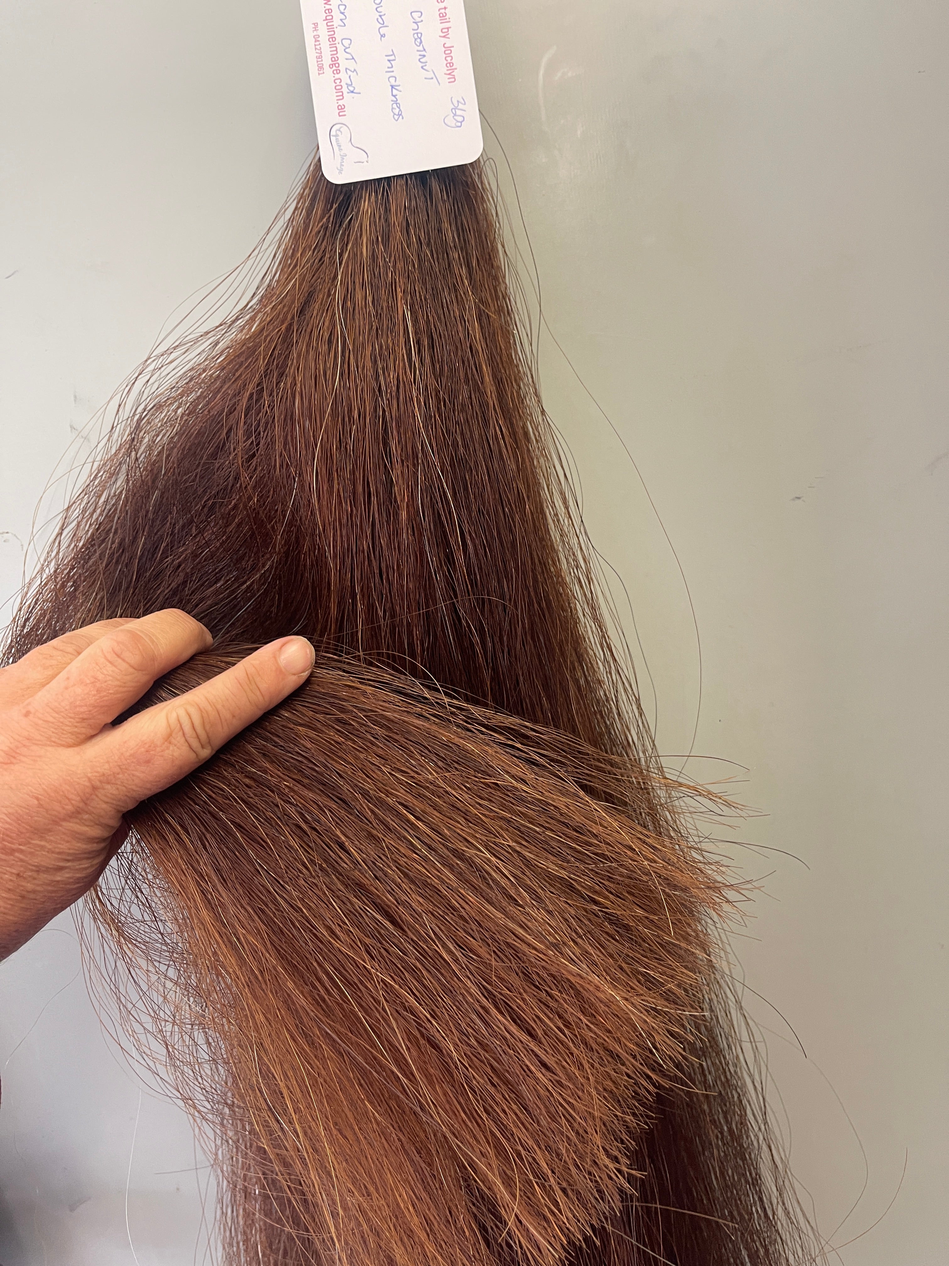 Red chestnut Double thickness 62 cm cut end